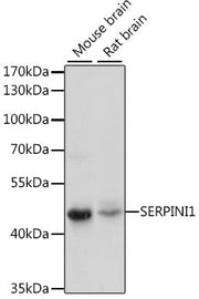 SERPINI1 Rabbit pAb