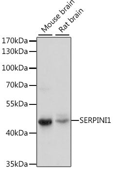 SERPINI1 Rabbit pAb