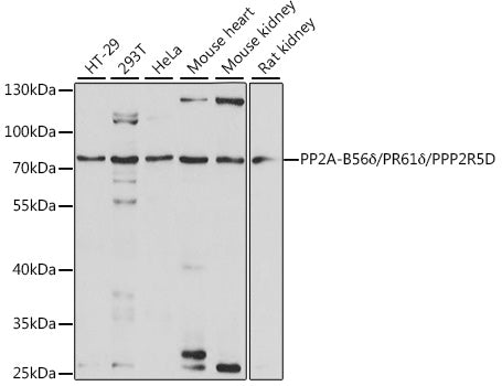 PP2A-B56δ/PR61δ/PPP2R5D Rabbit pAb