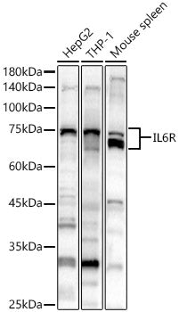 IL6R Rabbit pAb
