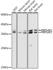 PRPSAP2 Rabbit pAb