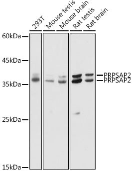 PRPSAP2 Rabbit pAb