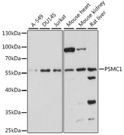 PSMC1 Rabbit pAb