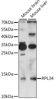 RPL34 Rabbit pAb