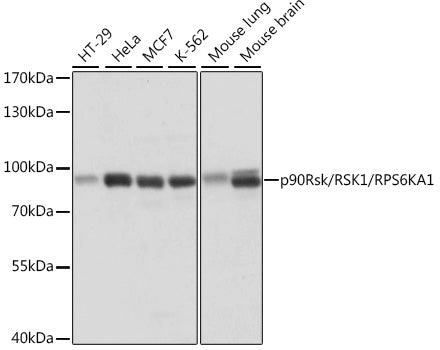 p90Rsk/RSK1/RPS6KA1 Rabbit pAb