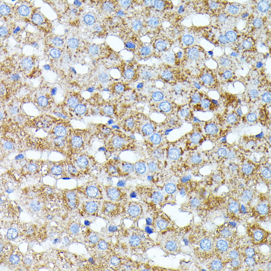 Haptoglobin (HP) Rabbit pAb