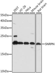 SNRPN Rabbit pAb