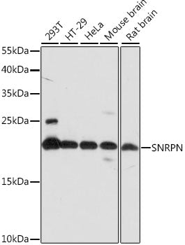 SNRPN Rabbit pAb