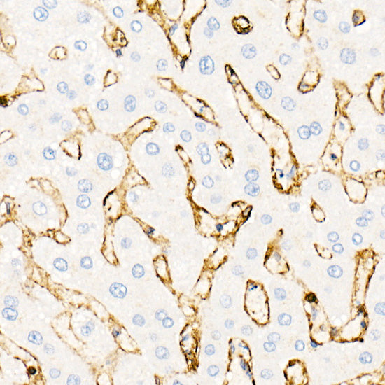 Annexin A2 Rabbit pAb