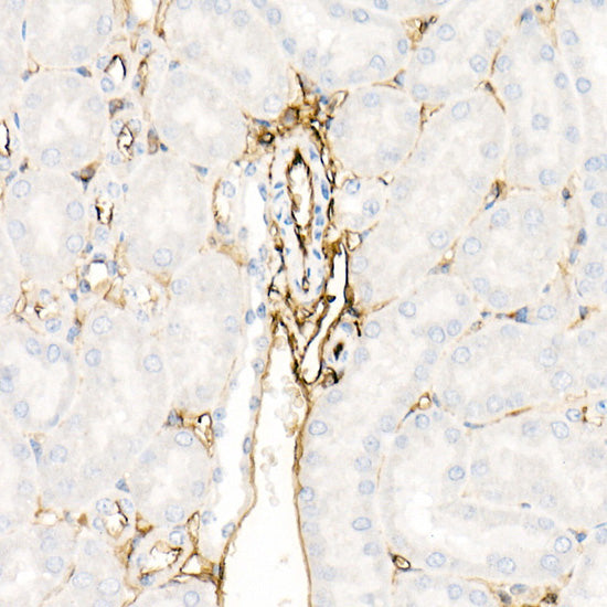 Annexin A2 Rabbit pAb