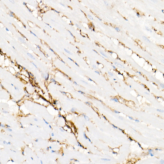 Annexin A2 Rabbit pAb