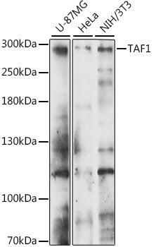 TAF1 Rabbit pAb