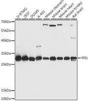 TPI1 Rabbit pAb