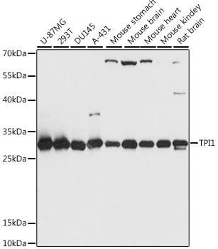 TPI1 Rabbit pAb