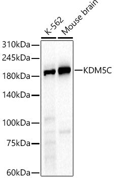 KDM5C Rabbit pAb