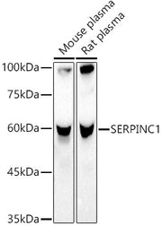 SERPINC1 Rabbit pAb