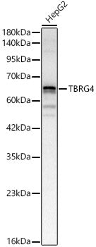 TBRG4 Rabbit pAb