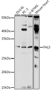 FHL5 Rabbit pAb