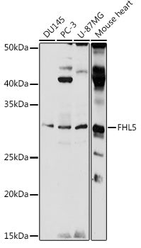 FHL5 Rabbit pAb