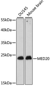 MED20 Rabbit pAb