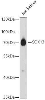 SOX13 Rabbit pAb