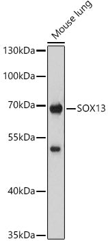 SOX13 Rabbit pAb