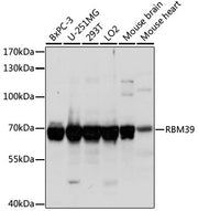 RBM39 Rabbit pAb