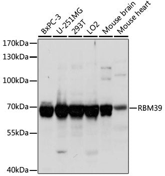 RBM39 Rabbit pAb