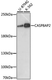 CASP8AP2 Rabbit pAb