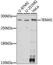 TENM1 Rabbit pAb