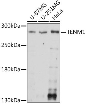 TENM1 Rabbit pAb