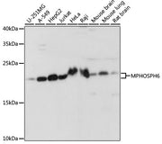 MPHOSPH6 Rabbit pAb