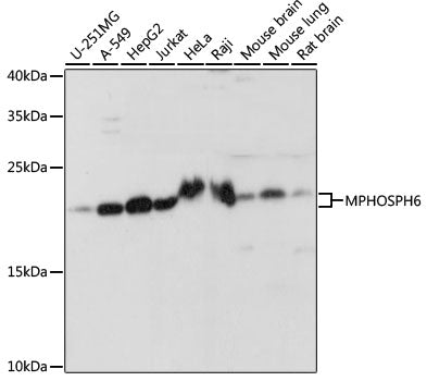 MPHOSPH6 Rabbit pAb