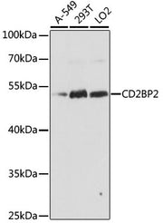CD2BP2 Rabbit pAb