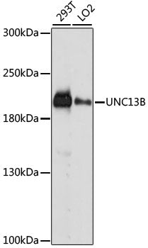 UNC13B Rabbit pAb