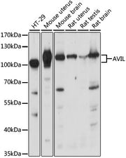 AVIL Rabbit pAb