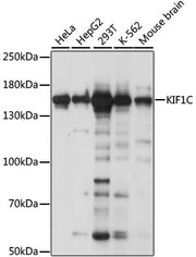 KIF1C Rabbit pAb