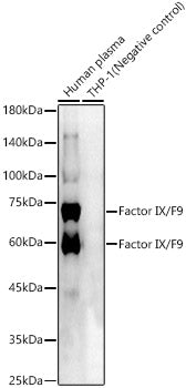 Factor IX / F9 Rabbit pAb