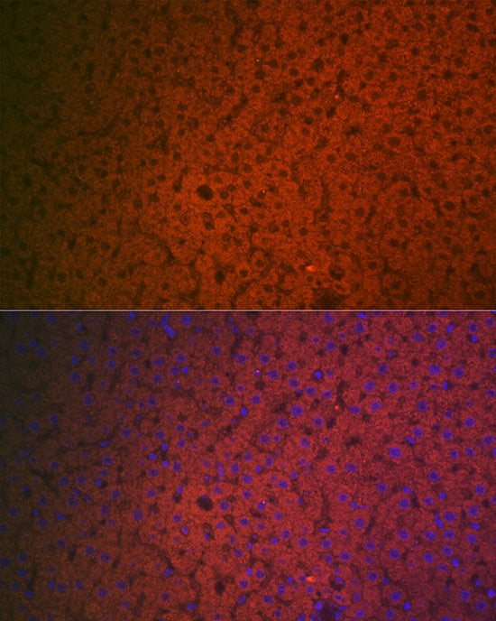 Factor IX / F9 Rabbit pAb