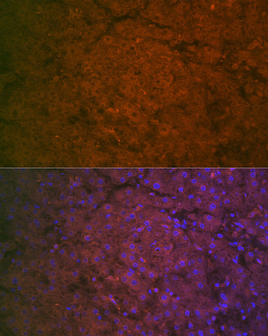 Factor IX / F9 Rabbit pAb