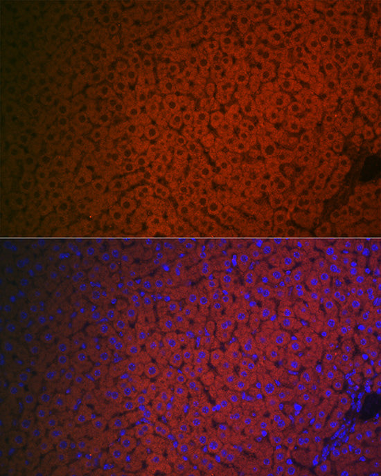 Factor IX / F9 Rabbit pAb