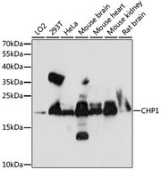 CHP1 Rabbit pAb
