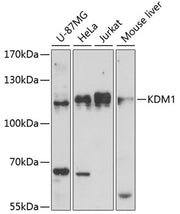 KDM1 Rabbit pAb