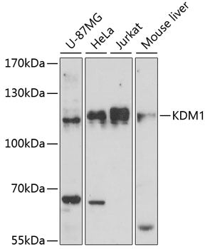 KDM1 Rabbit pAb