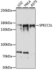 SPECC1L Rabbit pAb