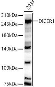 DICER1 Rabbit pAb