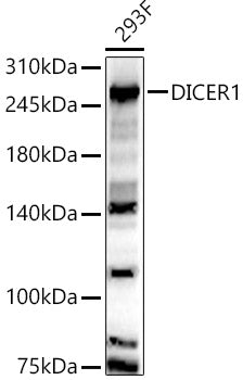 DICER1 Rabbit pAb