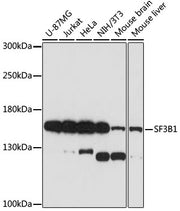 SF3B1 Rabbit pAb