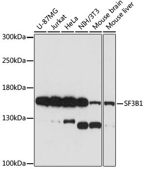 SF3B1 Rabbit pAb