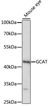 GCAT Rabbit pAb